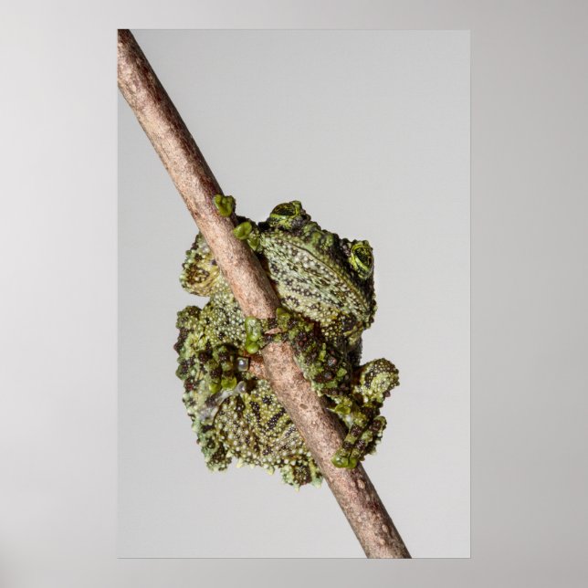 Vietnamese Mossy Frog on a Branch Poster (Framsidan)