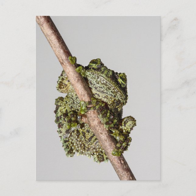 Vietnamese Mossy Frog on a Branch Vykort (Framsida)