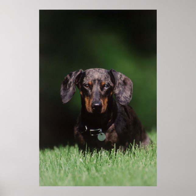 View of Dapple colored Dachshund Poster (Framsidan)