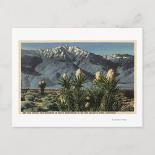 View of Mt. San Jacinto, Yucca Mohavensis Vykort