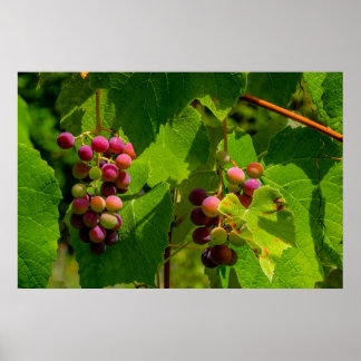 Vigne Isabelle Poster