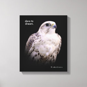 Vignetted Porträtt of an Inquisitive Saker Falcon Canvastryck