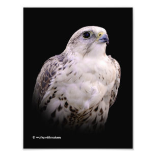 Vignetted Porträtt of an Inquisitive Saker Falcon Fototryck
