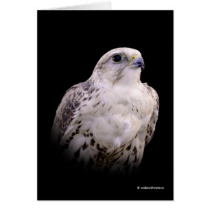 Vignetted Porträtt of an Inquisitive Saker Falcon Hälsningskort