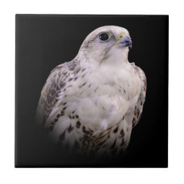 Vignetted Porträtt of an Inquisitive Saker Falcon Kakelplatta