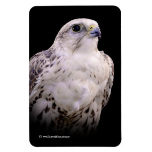 Vignetted Porträtt of an Inquisitive Saker Falcon Magnet