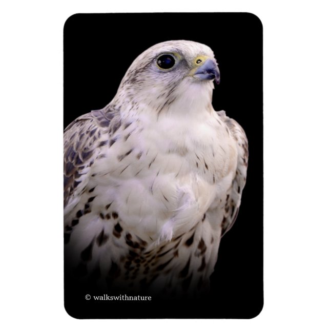 Vignetted Porträtt of an Inquisitive Saker Falcon Magnet (Vertikal)