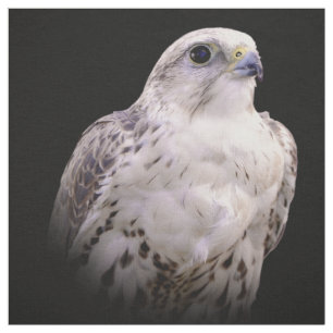Vignetted Porträtt of an Inquisitive Saker Falcon Tyg