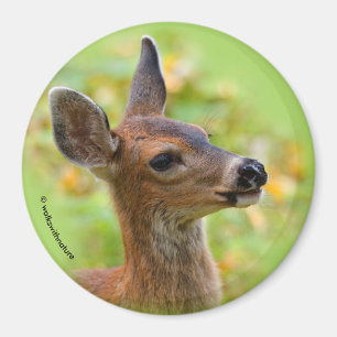 Vignetted Porträtt of Smiling Blacktail Hjort Fawn Magnet