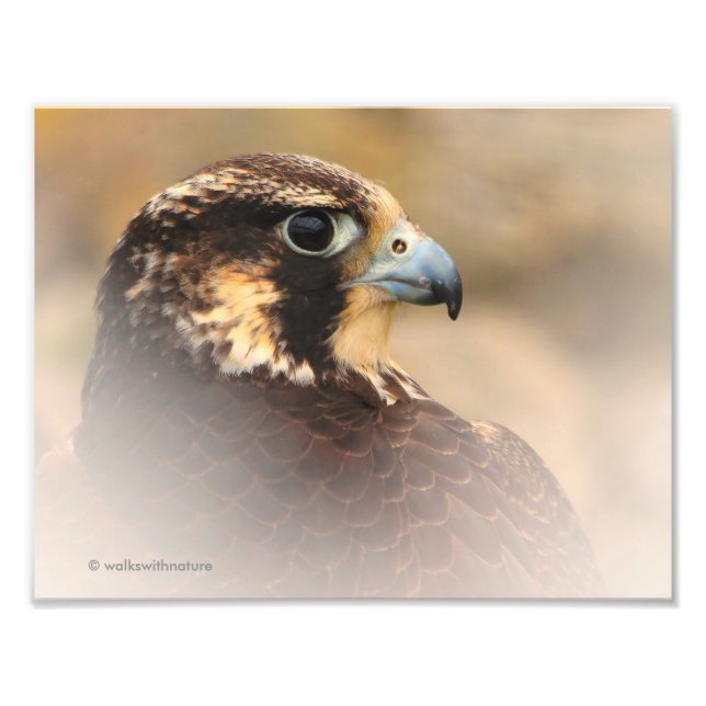Vignetted Profile of a Peregrine Falcon Fototryck (Framsidan)