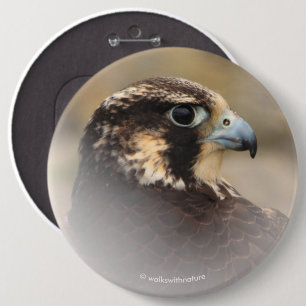 Vignetted Profile of a Peregrine Falcon Knapp
