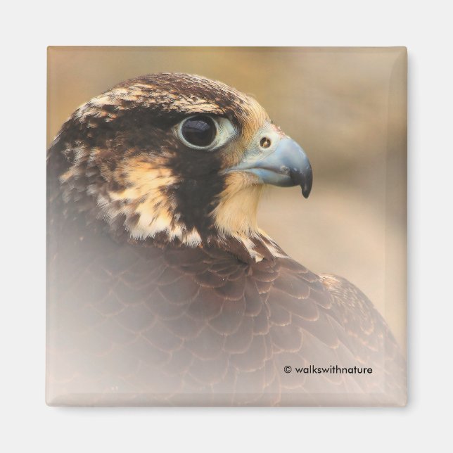 Vignetted Profile of a Peregrine Falcon Magnet (Framsidan)