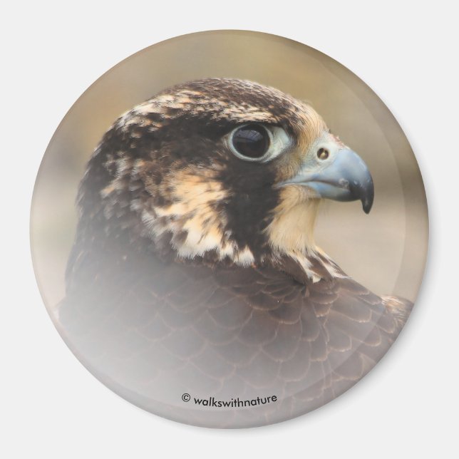 Vignetted Profile of a Peregrine Falcon Magnet (Framsidan)