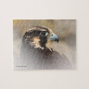 Vignetted Profile of a Peregrine Falcon Pussel