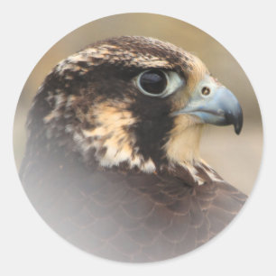 Vignetted Profile of a Peregrine Falcon Runt Klistermärke