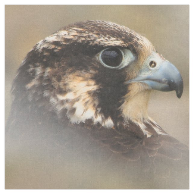 Vignetted Profile of a Peregrine Falcon Tyg (Provkarta)