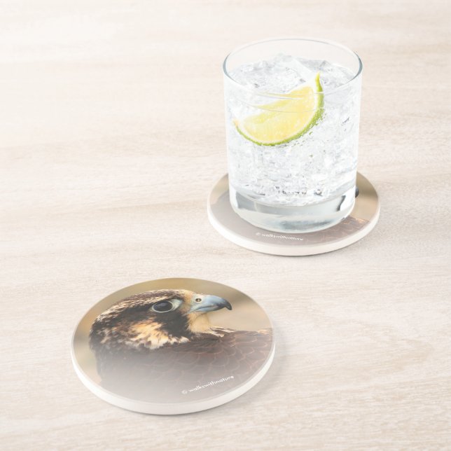 Vignetted Profile of a Peregrine Falcon Underlägg (Sidan)