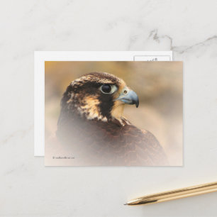 Vignetted Profile of a Peregrine Falcon Vykort