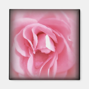 Vignetted rosa magnet