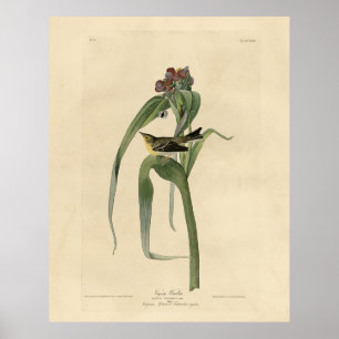 Vigors Vireo (Gräs Warbler) Audubon Birds America Poster