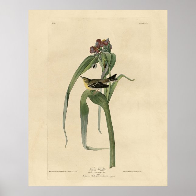 Vigors Vireo (Gräs Warbler) Audubon Birds America Poster (Framsidan)