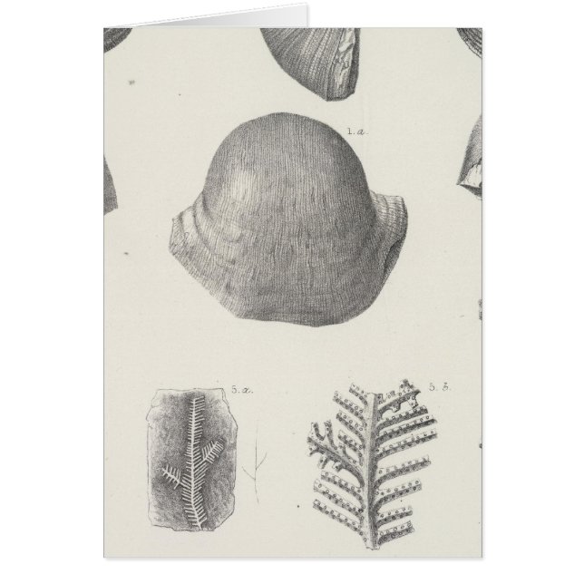 VII Karboniferös Hälsningskort (Framsidan)