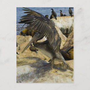 Vikande pelican-vykort vykort