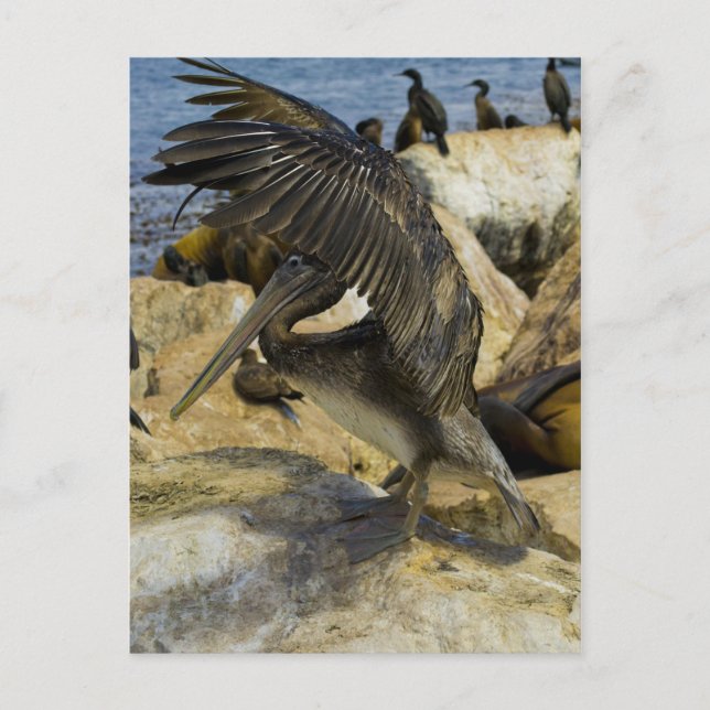 Vikande pelican-vykort vykort (Framsida)