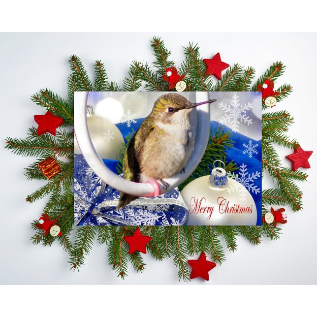 Viklad gratulationskort kort (Skapare uppladdad)