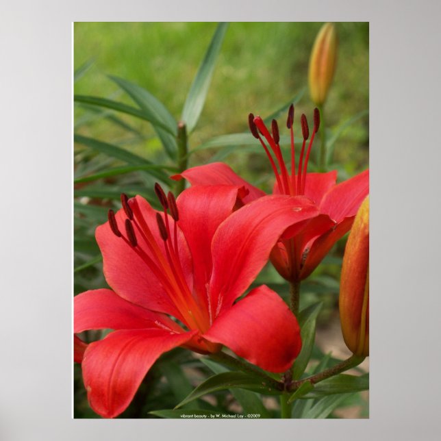 Viktig skönhet - av W. Michael Ley - ... Poster (Framsidan)