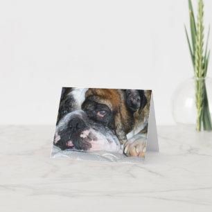 Viktkort för engelska bulldog kort