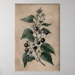 Viktoriansk giftträdgårdstryck, Belladonna-växt Poster