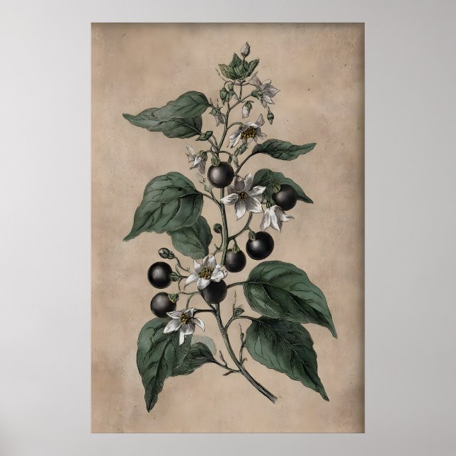 Viktoriansk giftträdgårdstryck, Belladonna-växt Poster (Framsidan)
