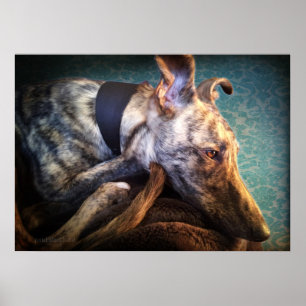 Vila Brindled Lurchersikthund Poster