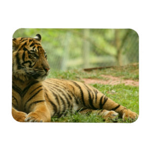 Vila den böjliga magneten för tiger magnet