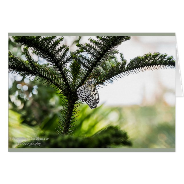 Vila fjärilen hälsningskort (Framsidan Horizontal)