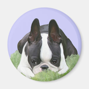 Vila för Boston terriervalp Magnet