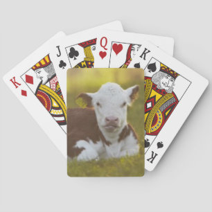 Vila för kalv spel kort
