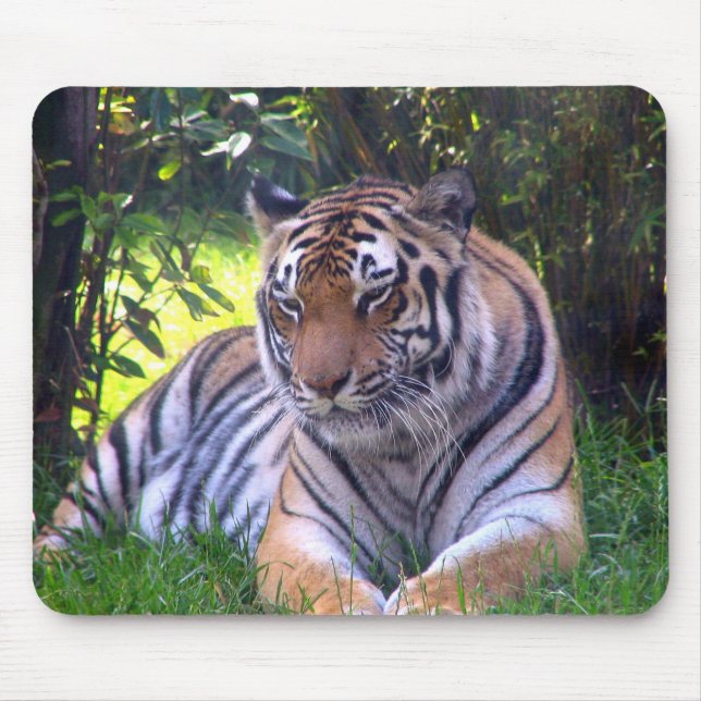 Vila för tiger musmatta (Framsidan)