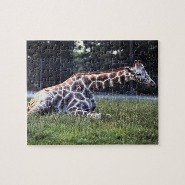 Vila giraffet pussel (Horisontell)