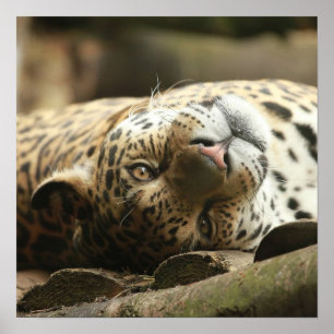 Vila jaguar poster