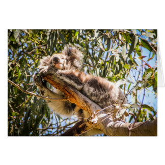 Vila koalaen hälsningskort