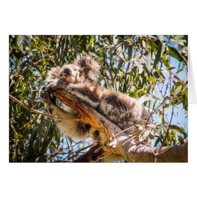 Vila koalaen hälsningskort (Framsidan Horizontal)