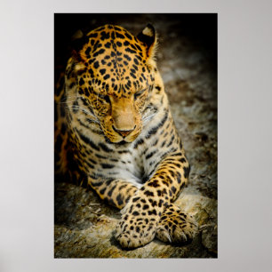 Vila Leopardaffischen Poster