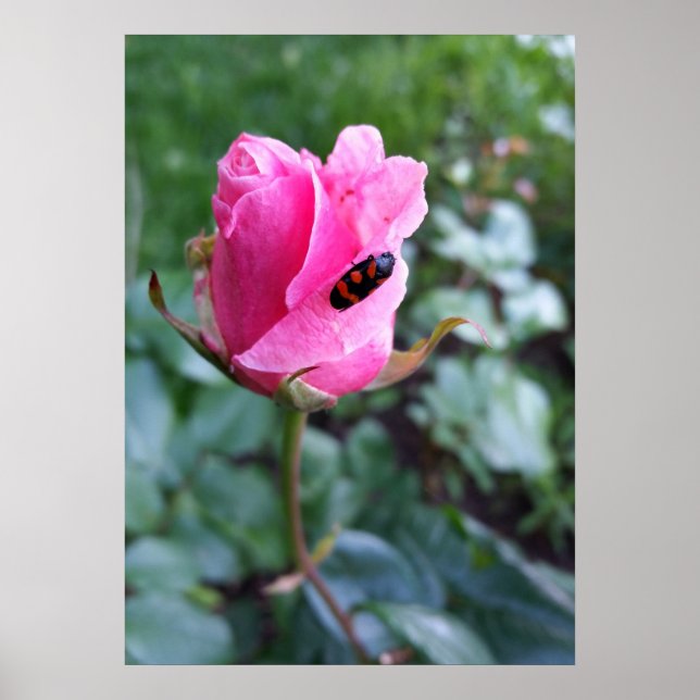 vila på ro poster (Framsidan)