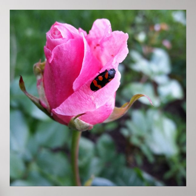 vila på ro poster (Framsidan)