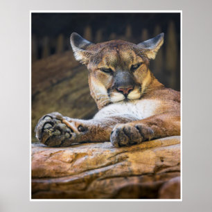 Vila Puma Vilda Djur Natur Fotografi Print Poster