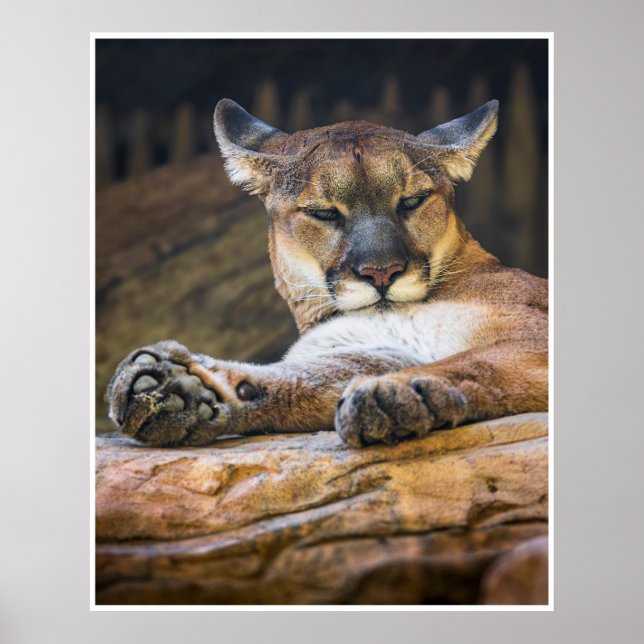 Vila Puma Vilda Djur Natur Fotografi Print Poster (Framsidan)