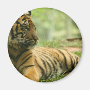Vila tigermagneten magnet