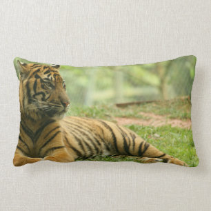 Vila tigern kudde